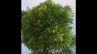 Bonsai Juniperus chinensis Plumosa Aurea [upl. by Auqenes943]