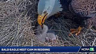 Heres a look at a live nest cam of bald eagles in Redding [upl. by Ogdon]