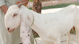 Clinical Diagnosis and treatment of Listeriosis in Goats  Dr ikram [upl. by Naj606]