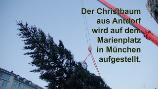 Der Christbaum aus Antdorf wird auf dem Marienplatz in München aufgestellt [upl. by Talmud]