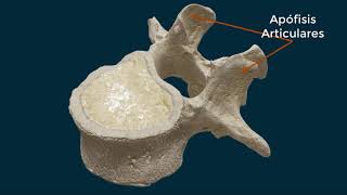 Cómo es una vértebra [upl. by Eillime20]