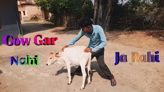 Gaw Mata Ghar Nahi Ja Rahi 🫡🐄  AD Excellent Vlogs [upl. by Erinna]