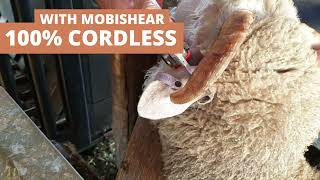 Mobishear  Sheep Technology Expo Trade Display [upl. by Haines]