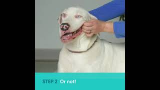 How to Brush Your Dogs Teeth  Large Dog Demo [upl. by Saylor]