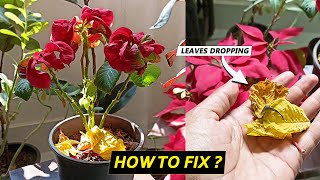 5 Reasons Poinsettia leaves turning yellow and falling off [upl. by Oirazan]