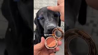 Dog makeup [upl. by Etnoval]