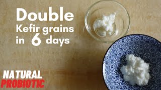 Double Kefir grains in 6 days [upl. by Torrin]