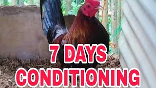 7days conditioning method  EHP Gamefowl VLOG [upl. by Salokkin493]