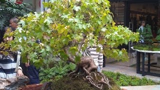 Liquidambar Bonsai Tree [upl. by Vanny647]