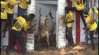 Kattikkulam Jallikattu 2023 Videos  கட்டிகுளம் ஜல்லிக்கட்டு 2023 Videos [upl. by Wyck]