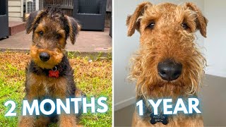 Airedale Terrier Winston  2 Months to 1 Year  From Puppy to Adult Dog Transformation [upl. by Anelehs681]