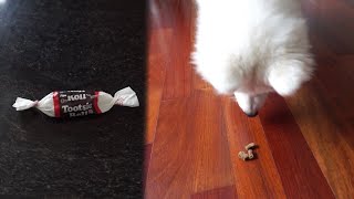 Dog Eats Chocolate Taste Test  Nukka the Samoyed [upl. by Picardi]