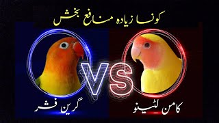 common lutino vs green fisher  which is profitable [upl. by Almallah]