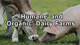 Unveiling the Harsh Realities of Humane and Organic Dairy Farms  Hope Bohanec [upl. by Goode472]