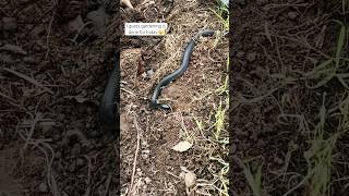 Redbellied black snake inspecting my gardening this afternoon snake gardening northernrivers [upl. by Wurtz392]