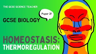 GCSE Biology Thermoregulation  Paper 2 AQA OCR Edexcel [upl. by Swiercz385]