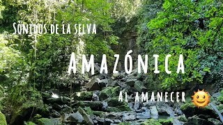 Sonidos de la selva Amazónica 2022 [upl. by Suisyola]