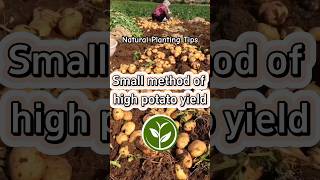 Small method of high potato yield shortvideo youtubeshorts plants farming howto viralvideo [upl. by Wilfrid]