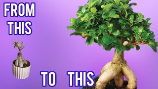 Ficus Ginseng Bonsai growth timelapse video with photos [upl. by Morton941]