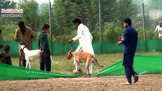 Dog trak race Round 2 National club salum 16 Nov 2024 [upl. by Askari]