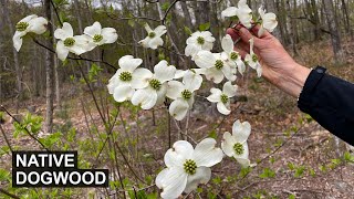 Native Dogwood Cornus florida  A Tree for YearRound Yard Interest [upl. by Notelrac]