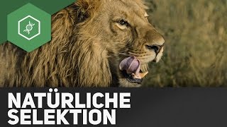 Natürliche Selektion – Evolution [upl. by Agon211]