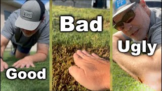 Bermuda Grass Lawns  What You Need To Know [upl. by Obbard]