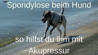 Spondylose und Akupunktur  so kannst du deinem Hund helfen [upl. by Hartzell]