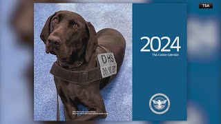 TSA highlights furry employees in 2024 Canine Calendar [upl. by Ditter]