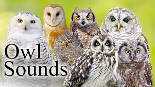 The Best Owl Sounds🦉 Different Types of North American Owls and Their Sounds🎶 [upl. by Hulbig]