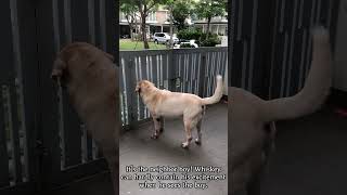 Nothing Can Be Missed The Curious Guarddog shorts labrador 반려견일상 big dog pets doglife 애견일상 [upl. by Aihtebat549]