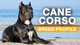 Cane Corso  Italian Mastiff Dogs 101 Everything You Need To Know  Is It the Right Dog for You [upl. by Mendive]