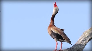 Blackbellied WhistlingDuck Dendrocygna autumnalis [upl. by Aneloc]