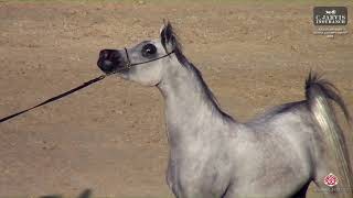 N 82 NADINA LARA Rabab Arabian Horse Championship 2024 Fillies 3 Years Old Section B Class 3B [upl. by Ralli]