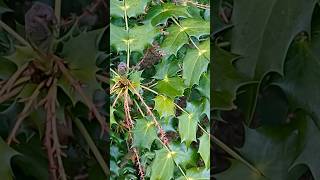 What Does Mahonia Look Like wildfood foraging [upl. by Ablem]