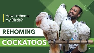 Cockatoos Journey  How I rehome my Birds  Moluccan Cockatoo amp Blue Eye Cockatoo  Farm Tour [upl. by Ayaros]