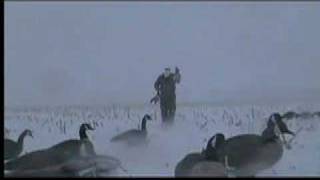 Snowy Canada Goose Hunting [upl. by Jeremiah]