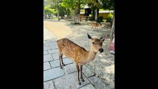 They Visit TodaiJi Nara😍❤️dheerajdhoopar vinnyaroradhoopar zayndhoopar japantravel [upl. by Sidoma304]