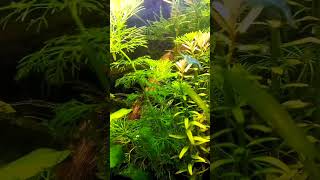 Planted Nano Shrimp Aquarium 🪴 Fresh Water Shrimp [upl. by Nomelc250]