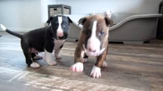 Bull Terrier puppy 4 weeks old goes crazy for the camera [upl. by Silsby]