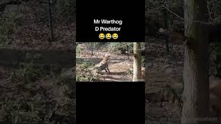 Mr Warthog Attack warthog kasongo [upl. by Iolanthe]