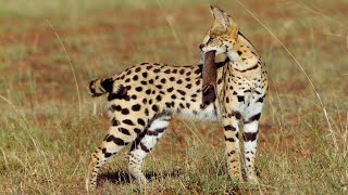 Serval The African Flying Cat Predator  Wild Animalogy [upl. by Canale]