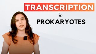 Transcription In Prokaryotes  In detail [upl. by Bird600]