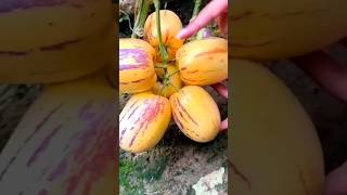 Juicy Pepino Melon yummy juicy Organic pepino Melons fruits horticulture organicfood fyp [upl. by Desimone]