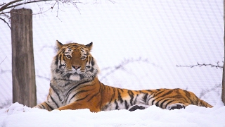 Schnee im Tiergarten Schönbrunn [upl. by Dorris298]