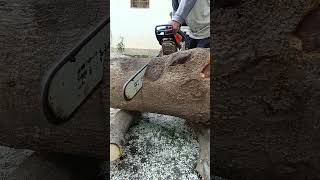 Stihl ms 462 cutting medium wood chainsaw [upl. by Karli8]