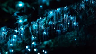 Glowworms in Motion  A Timelapse of NZs Glowworm Caves in 4K [upl. by Inerney669]