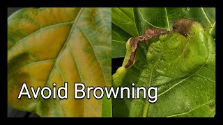 STOP Common Fiddle Leaf Fig Problems Tips amp Tricks [upl. by Enitsenre920]