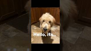 Maverick Says Hello goldendoodle [upl. by Lalo]