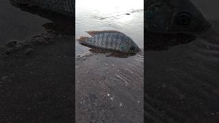 today fishing video 🐠😱 fishingvideo bigfishvideo fish fishing bigfish mrxfishing [upl. by Rehptsirhc]